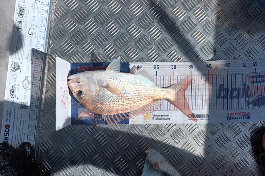 Joshua  Melchers  caught this 33.0cm Snapper at Tauranga  during The Hirepool Baitmates Fishing Comp