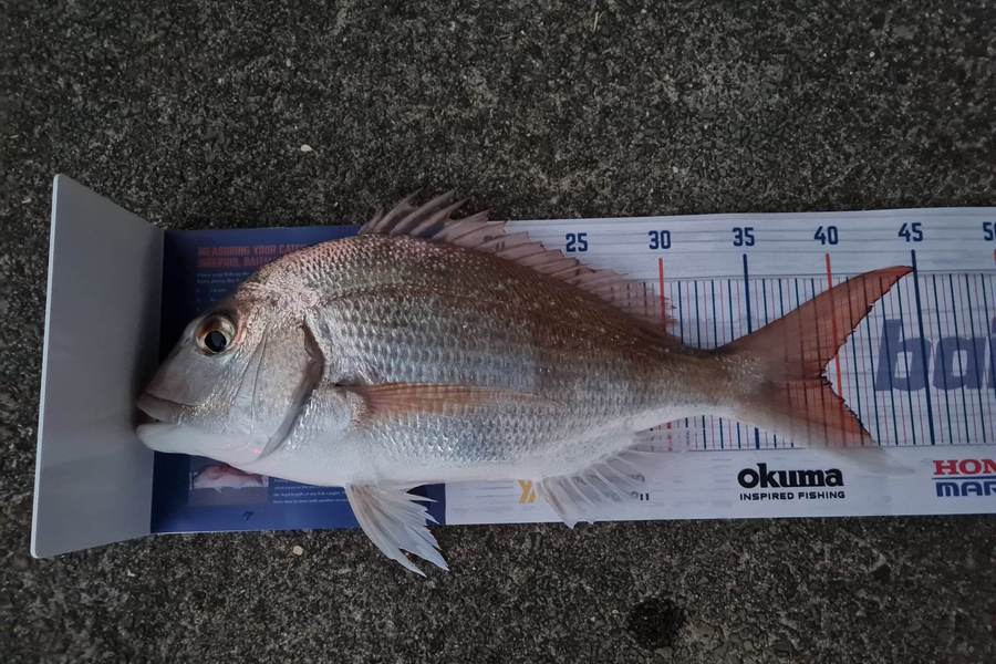 Jason Bosson caught this 39.0cm Snapper at Bowentown Harbour during The Hirepool Baitmates Fishing Comp