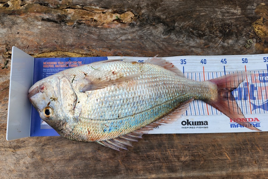 Caleb Lambert caught this 45.0cm Snapper at Bream Bay during The Hirepool Baitmates Fishing Comp