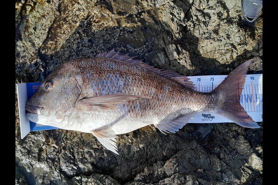 Joel Davies caught this 85.0cm Snapper at Northland during The Hirepool Baitmates Fishing Comp