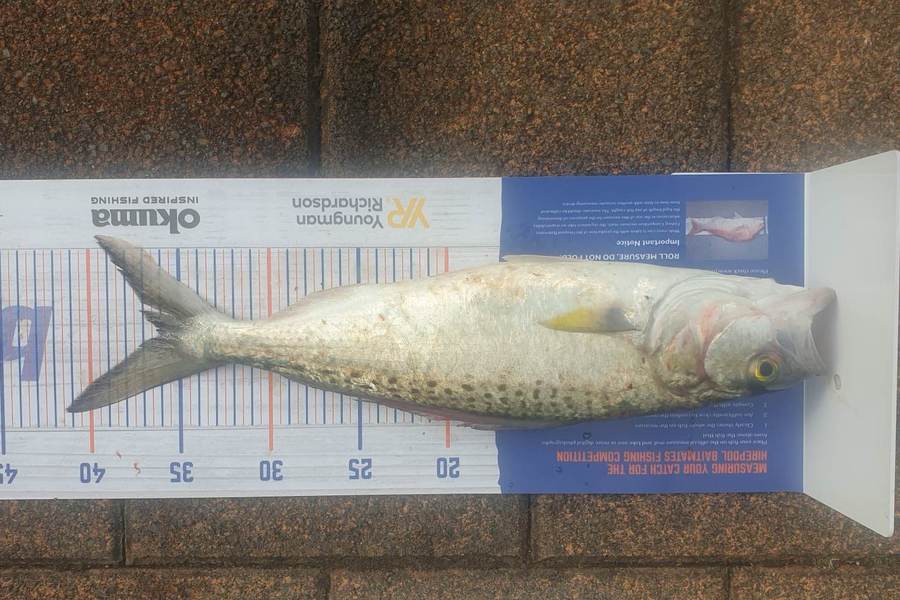 Tahi Woolley caught this 36.0cm Kahawai at Kawhia Whalf during The Hirepool Baitmates Fishing Comp