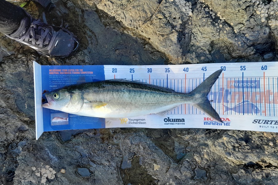 Joel Davies caught this 45.5cm Kahawai at Northland during The Hirepool Baitmates Fishing Comp