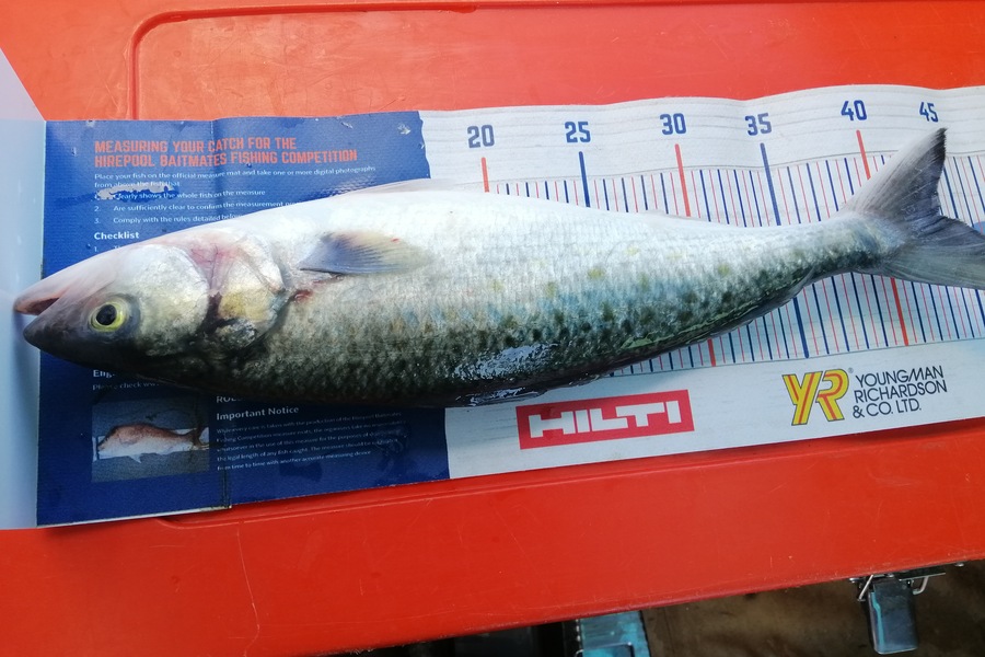 Larry Temperley caught this 43.0cm Kahawai at Bream Bay during The Hirepool Baitmates Fishing Comp