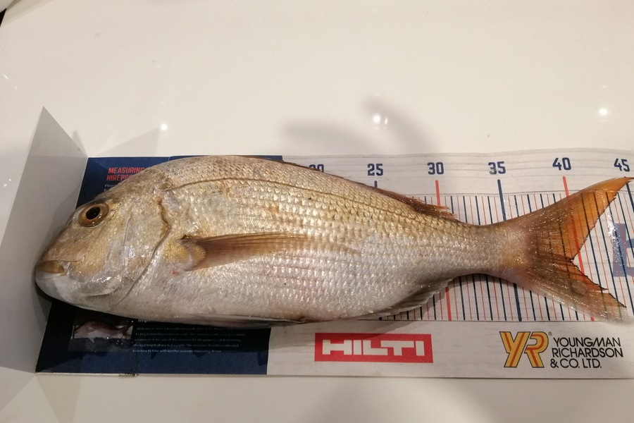 Larry Temperley caught this 39.0cm Snapper at Bream Bay during The Hirepool Baitmates Fishing Comp