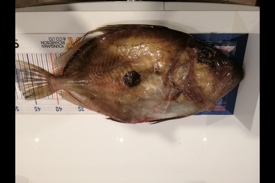 Larry Temperley caught this 47.0cm John Dory at Bream Bay during The Hirepool Baitmates Fishing Comp