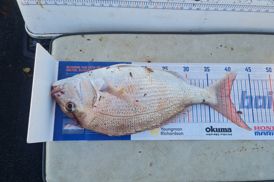 Justin Spain caught this 40.0cm Snapper at Kenepuru  during The Hirepool Baitmates Fishing Comp