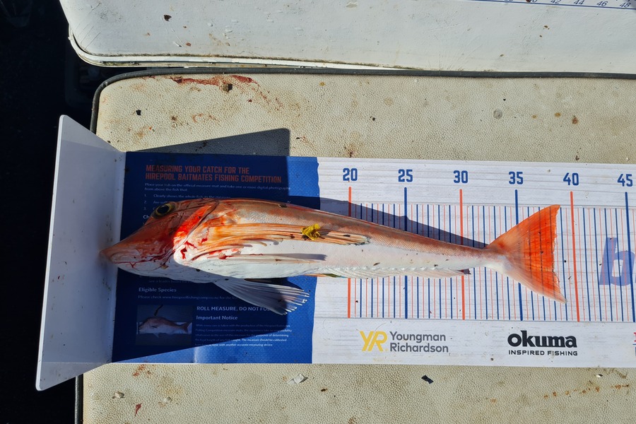 Justin Spain caught this 38.0cm Gurnard at Kenepuru  during The Hirepool Baitmates Fishing Comp