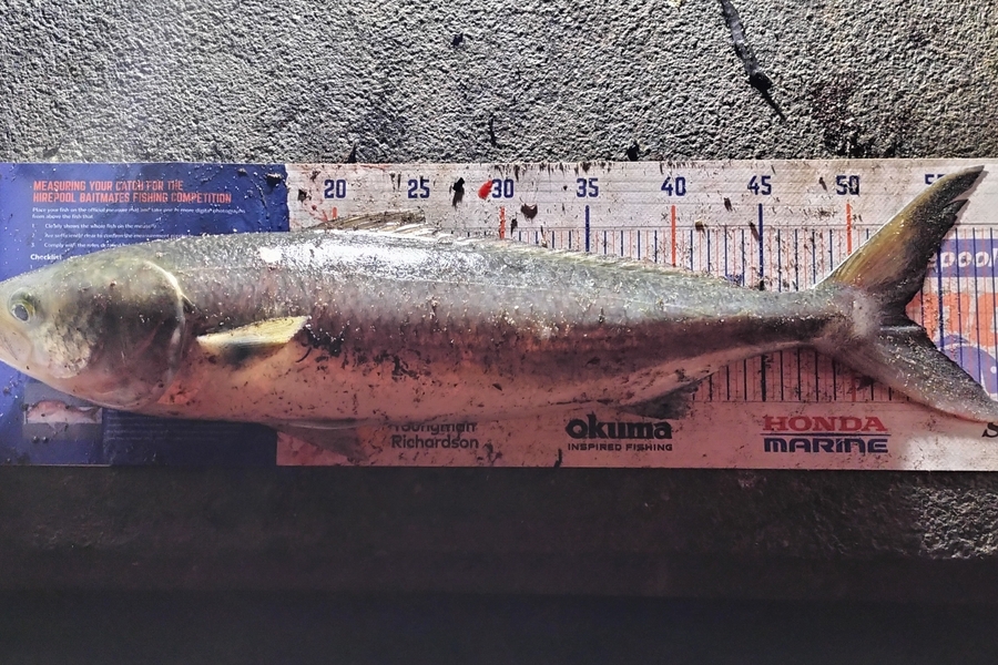 Joel Rangi caught this 53.0cm Kahawai at Maketu during The Hirepool Baitmates Fishing Comp