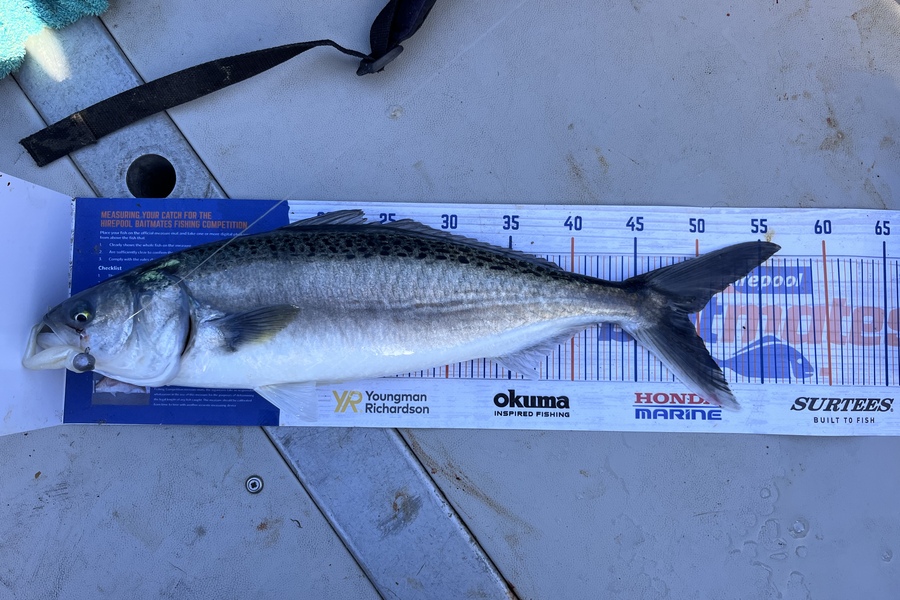 Josh  Mcmurtrie  caught this 49.0cm Kahawai at Tairua  during The Hirepool Baitmates Fishing Comp