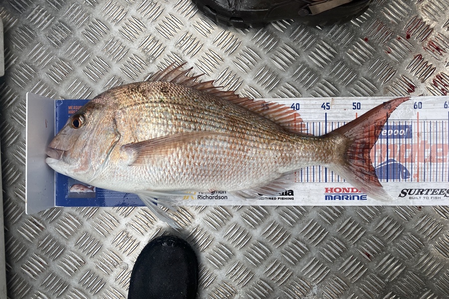 Gav Simmonds  caught this 52.0cm Snapper at Mana during The Hirepool Baitmates Fishing Comp