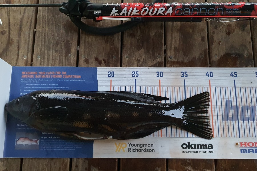 Hayden Scott caught this 39.0cm Butterfish at Kaikoura during The Hirepool Baitmates Fishing Comp