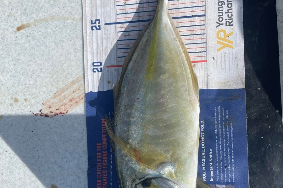 Glenn Moore caught this 30.0cm Trevally at limestone . whangarei harbour  during The Hirepool Baitmates Fishing Comp