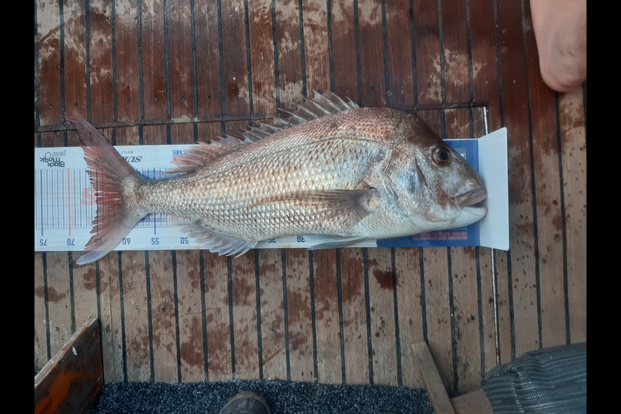 Karen Barnao caught this 65.0cm Snapper at Kerikeri inlet  during The Hirepool Baitmates Fishing Comp