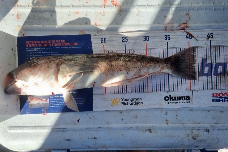 Joshua Gordon caught this 40.5cm Blue Cod at Delaware Bay during The Hirepool Baitmates Fishing Comp