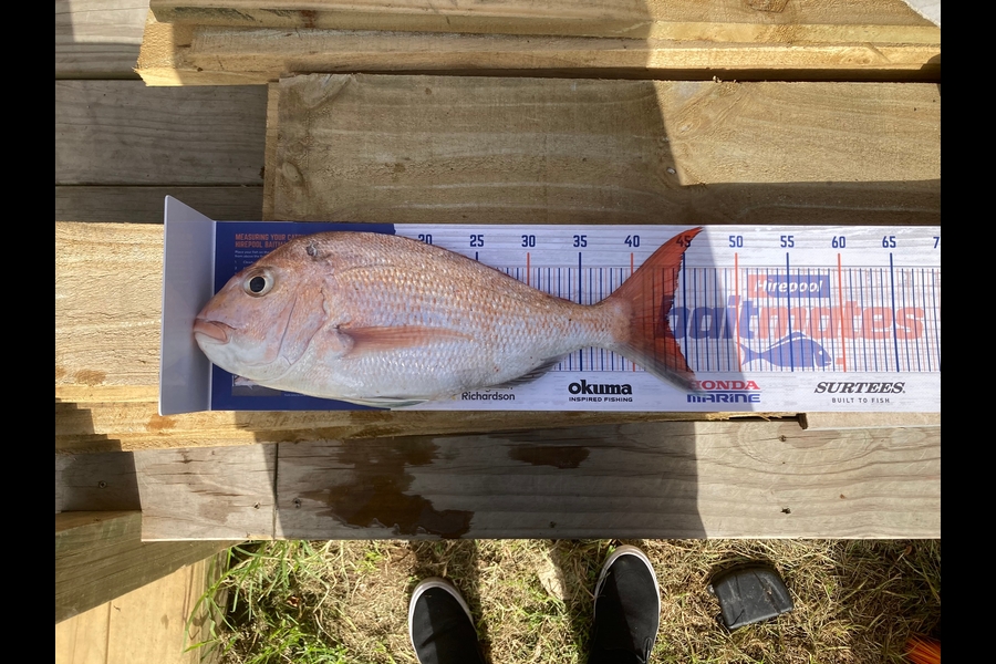 Rikki Ngamane caught this 43.5cm Snapper at Firth of Thames during The Hirepool Baitmates Fishing Comp