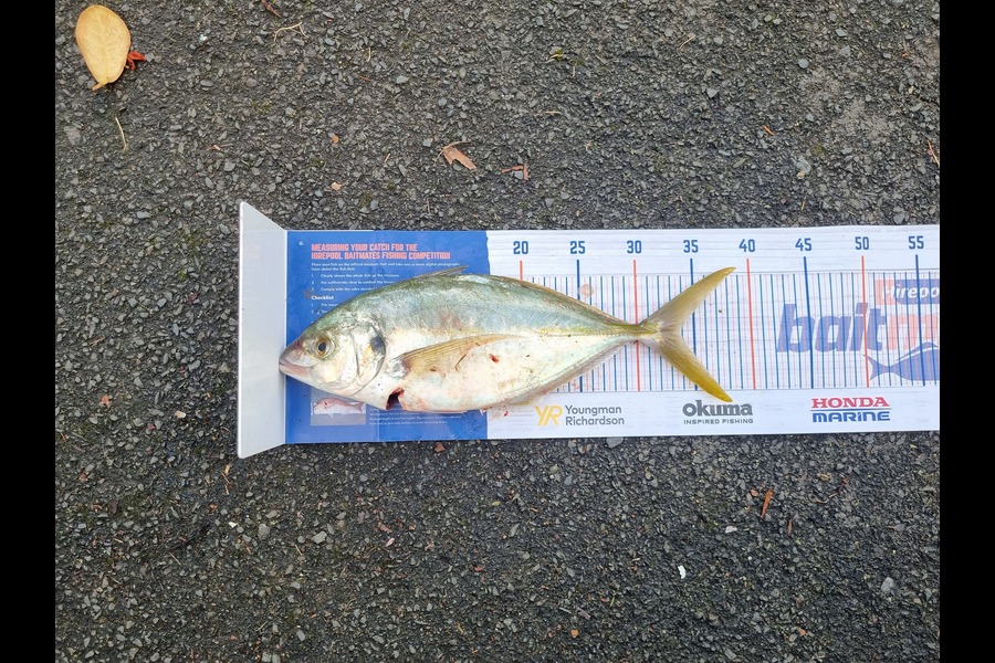 Josh Niblock caught this 33.5cm Trevally at Whangarei harbour during The Hirepool Baitmates Fishing Comp