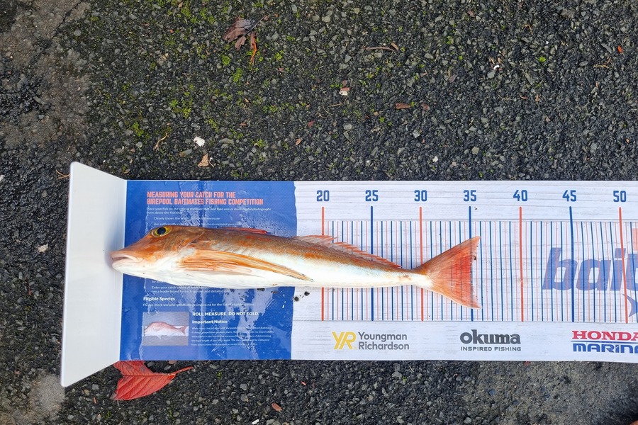 Josh Niblock caught this 35.0cm Gurnard at Whangarei harbour during The Hirepool Baitmates Fishing Comp