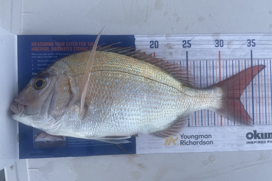 Regan George caught this 33.0cm Snapper at Waitara  during The Hirepool Baitmates Fishing Comp