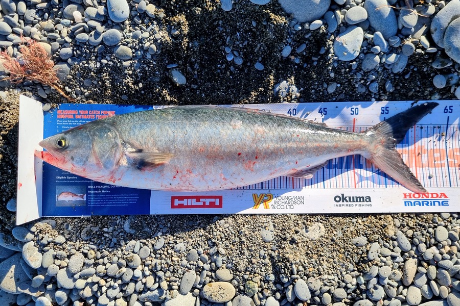 Gerhard Jordaan caught this 56.0cm Kahawai at Waitaki River mouth during The Hirepool Baitmates Fishing Comp
