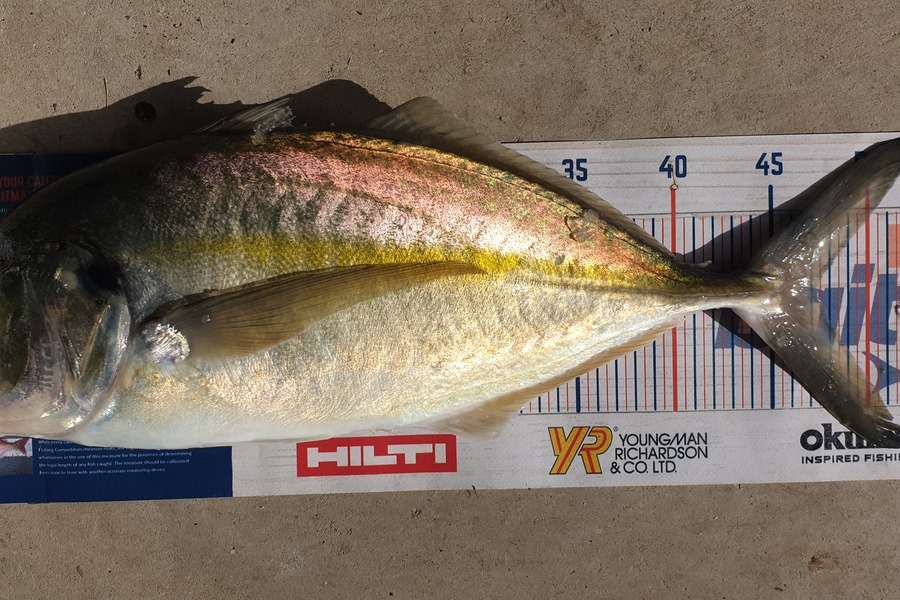 Ty Hayward caught this 47.0cm Trevally at Coromandel  during The Hirepool Baitmates Fishing Comp