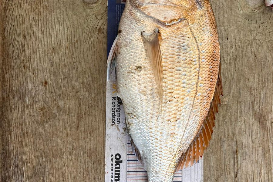 Jon Donaher caught this 46.0cm Snapper at northland during The Hirepool Baitmates Fishing Comp
