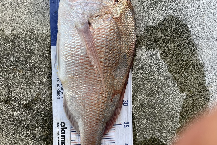Cho Yun caught this 46.5cm Snapper at Ruakaka  during The Hirepool Baitmates Fishing Comp