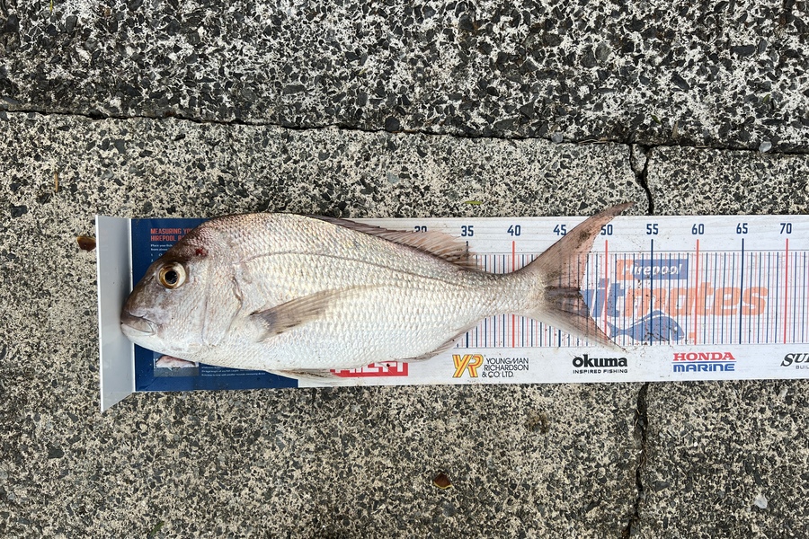 Shane Whitaker caught this 47.0cm Snapper at Woolleys Bay during The Hirepool Baitmates Fishing Comp