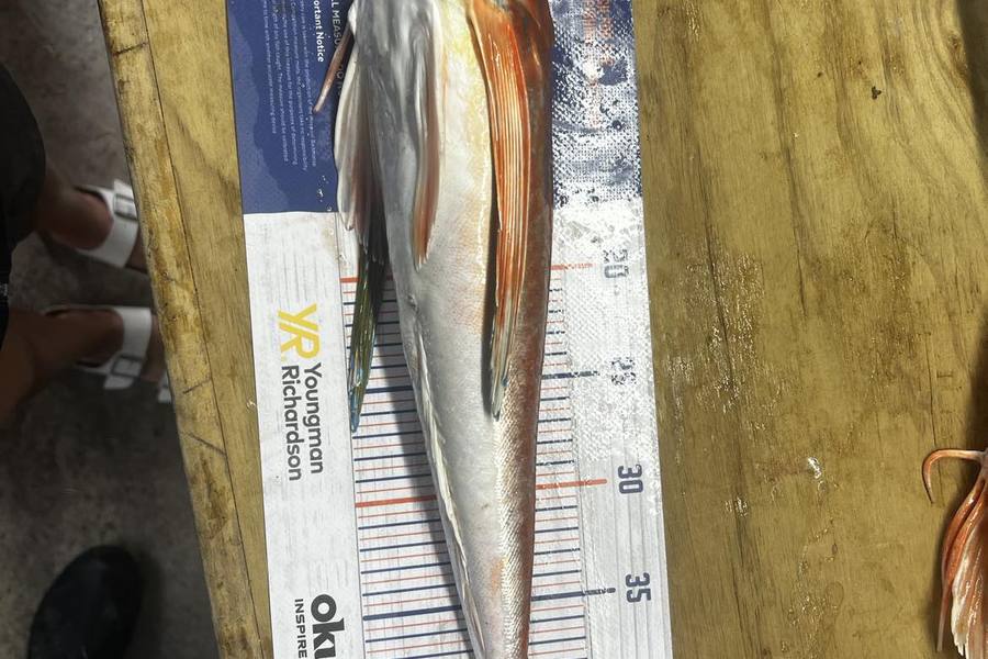 Hayden  Lamb caught this 46.0cm Gurnard at Mahia during The Hirepool Baitmates Fishing Comp