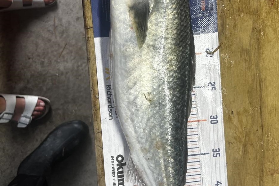 Hayden  Lamb caught this 49.5cm Kahawai at Mahia during The Hirepool Baitmates Fishing Comp