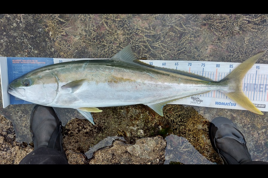 Troy Rae-Royle caught this 90.0cm Kingfish at Coromandel  during The Hirepool Baitmates Fishing Comp