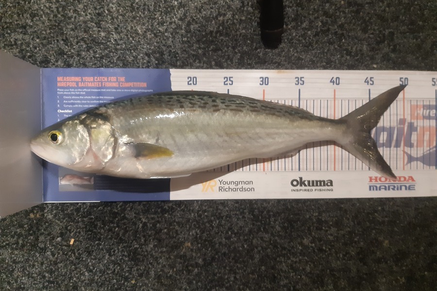 Karen Barnao caught this 45.0cm Kahawai at Kerikeri inlet  during The Hirepool Baitmates Fishing Comp