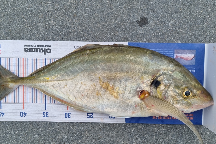 Mark Muller caught this 45.0cm Trevally at Mount Maunganui  during The Hirepool Baitmates Fishing Comp