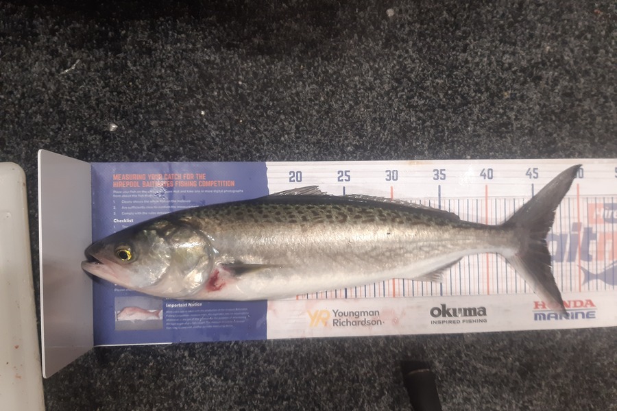 Marco Barnao  caught this 46.0cm Kahawai at Kerikeri inlet  during The Hirepool Baitmates Fishing Comp