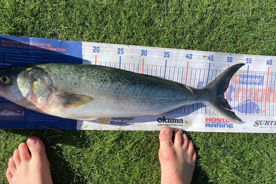Carter Leaning caught this 49.0cm Kahawai at cooks beach during The Hirepool Baitmates Fishing Comp