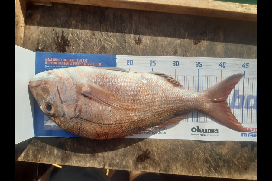 Marco Barnao  caught this 41.0cm Snapper at Kerikeri inlet  during The Hirepool Baitmates Fishing Comp