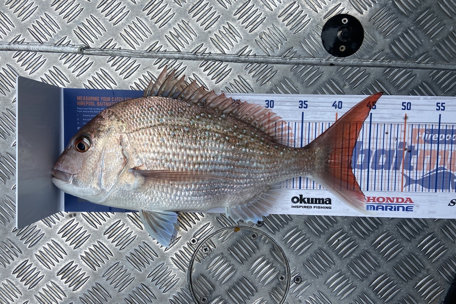 Laura Solomon caught this 42.5cm Snapper at Marlborough sound  during The Hirepool Baitmates Fishing Comp