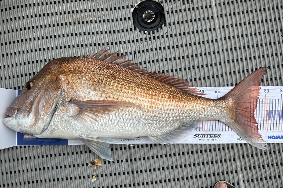 Martin Good caught this 76.0cm Snapper at Coromandel  during The Hirepool Baitmates Fishing Comp