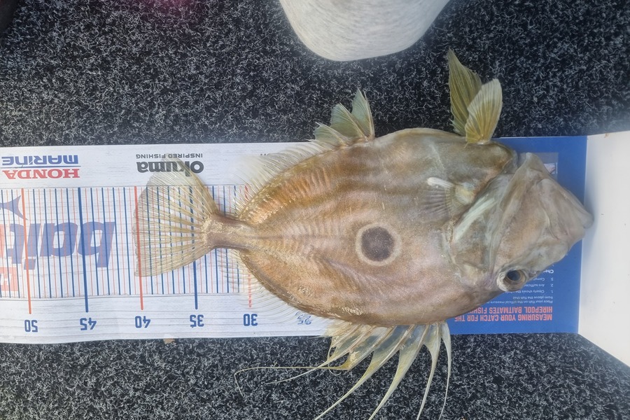Luke Hodges caught this 40.0cm John Dory at Tauranga  during The Hirepool Baitmates Fishing Comp
