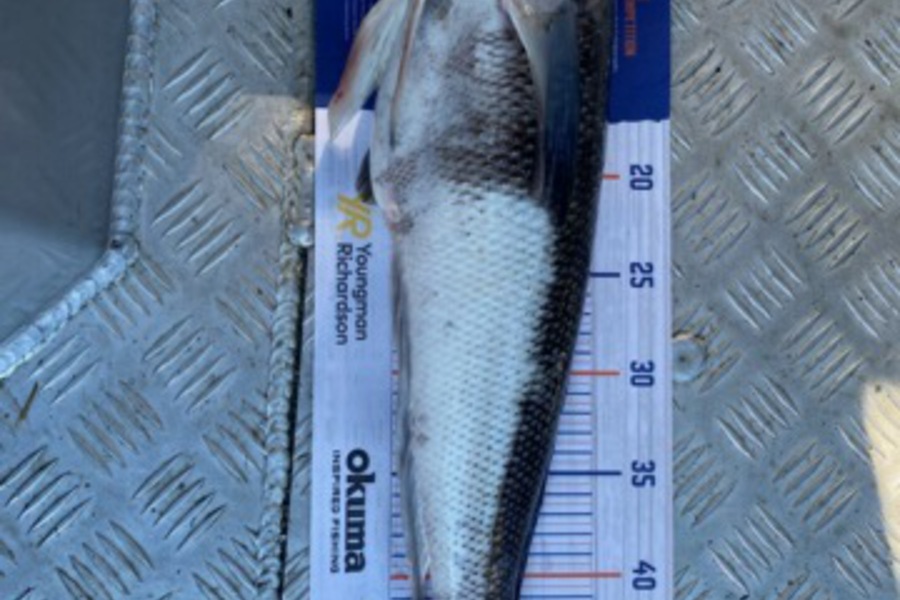 Warren Ross caught this 49.0cm Blue Cod at Doultfull sound  during The Hirepool Baitmates Fishing Comp