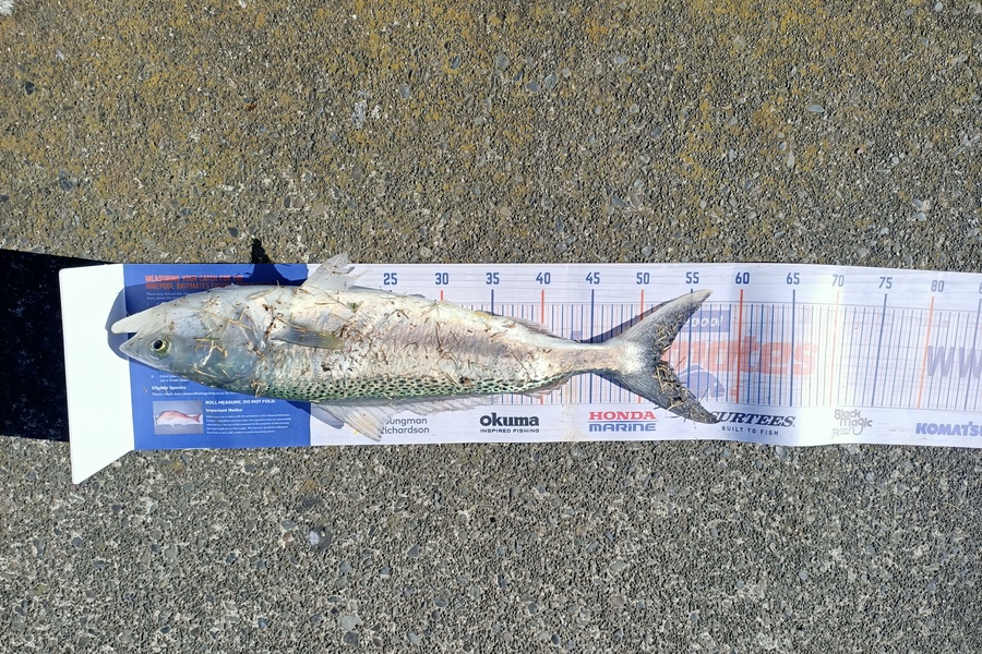 Moanaroa Jakeman caught this 52.0cm Kahawai at Napier during The Hirepool Baitmates Fishing Comp
