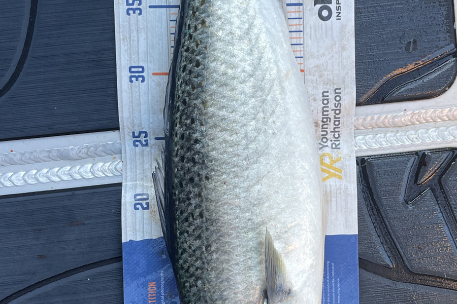 Charles Peters caught this 48.5cm Kahawai at Tauranga during The Hirepool Baitmates Fishing Comp