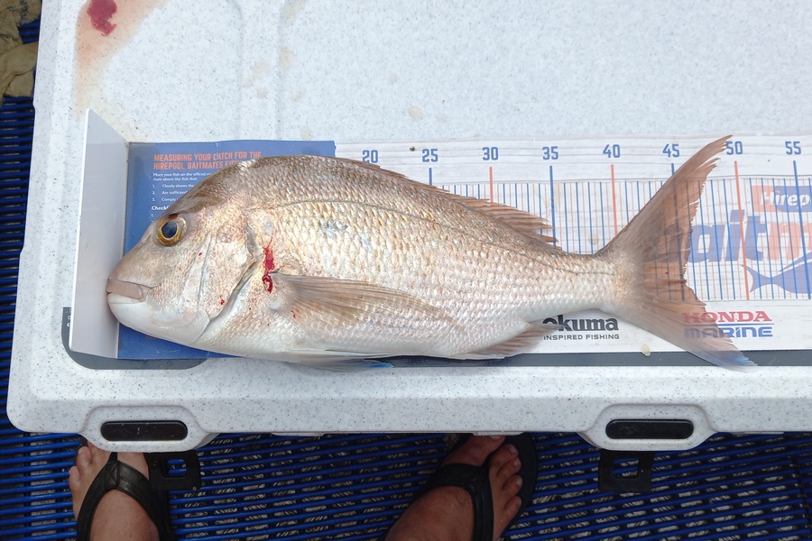 Aaron Herman caught this 45.0cm Snapper at Rangiputa  during The Hirepool Baitmates Fishing Comp
