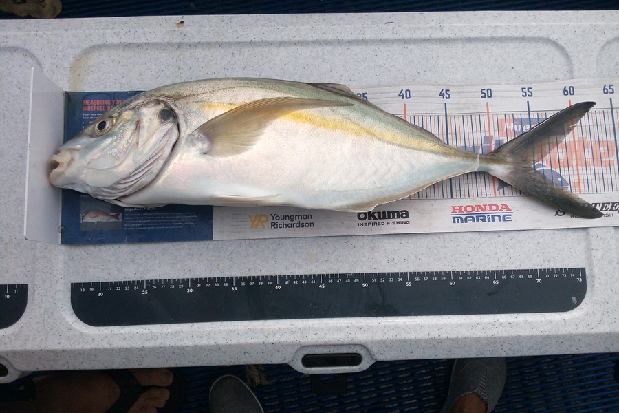 Julie Herman caught this 54.5cm Trevally at Rangiputa during The Hirepool Baitmates Fishing Comp