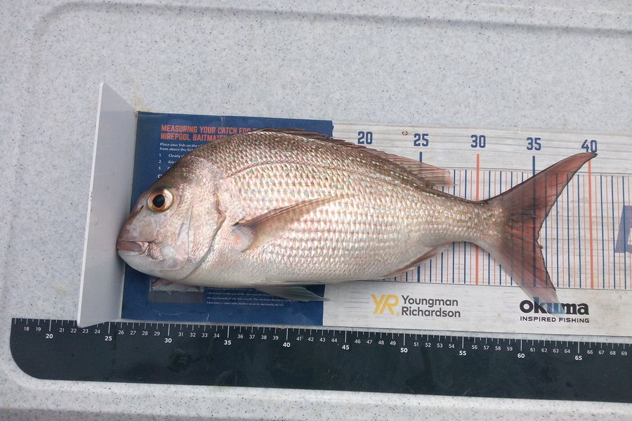 Julie Herman caught this 35.0cm Snapper at Rangiputa during The Hirepool Baitmates Fishing Comp
