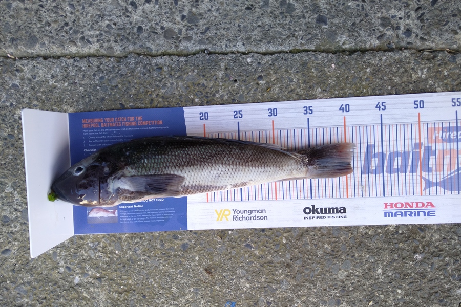 Luke Bryant  caught this 40.5cm Blue Cod at Makara during The Hirepool Baitmates Fishing Comp