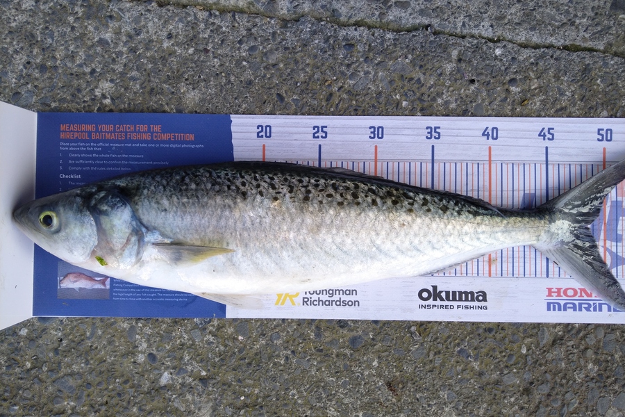 Luke Bryant  caught this 48.5cm Kahawai at Makara during The Hirepool Baitmates Fishing Comp