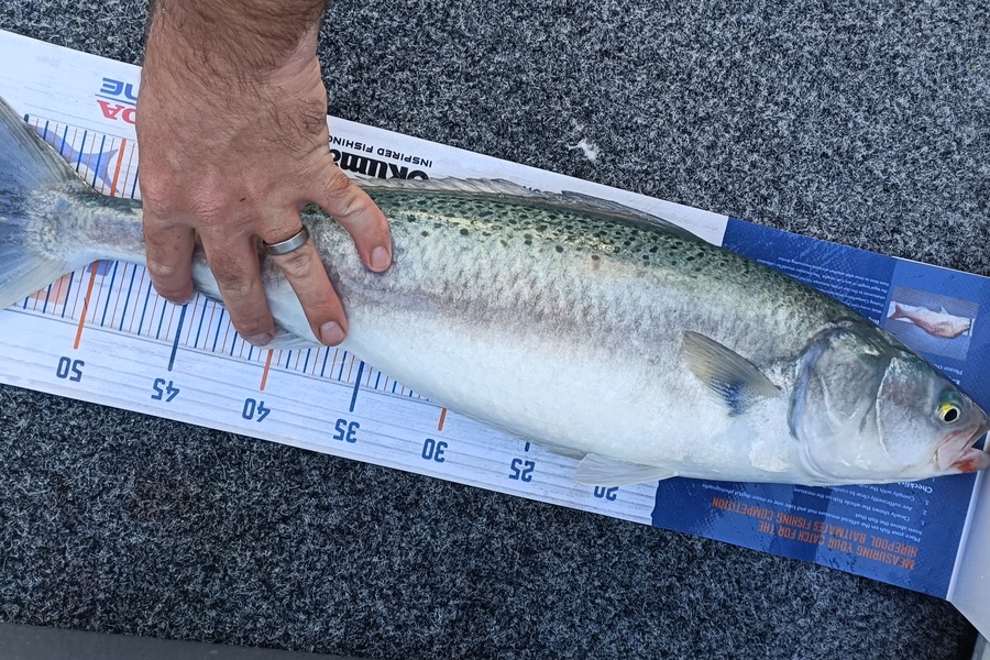 Trent Wales caught this 55.5cm Kahawai at Nelson during The Hirepool Baitmates Fishing Comp