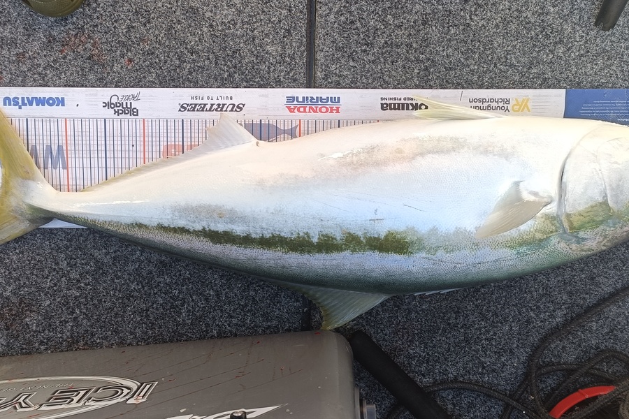 Trent Wales caught this 88.5cm Kingfish at Nelson during The Hirepool Baitmates Fishing Comp