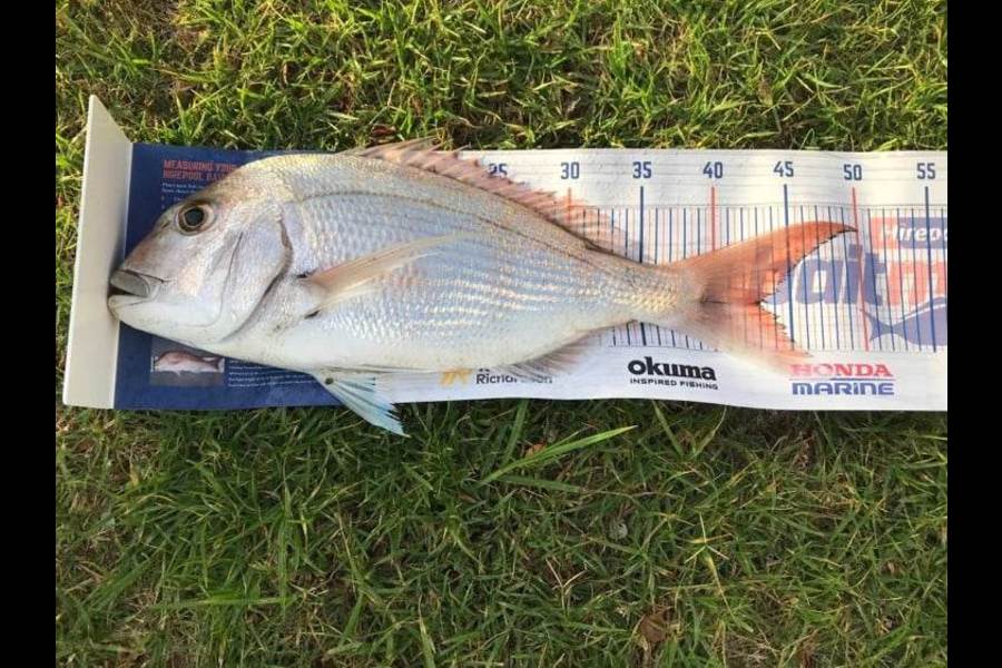 Jason Bosson caught this 43.0cm Snapper at Tauranga Harbour during The Hirepool Baitmates Fishing Comp