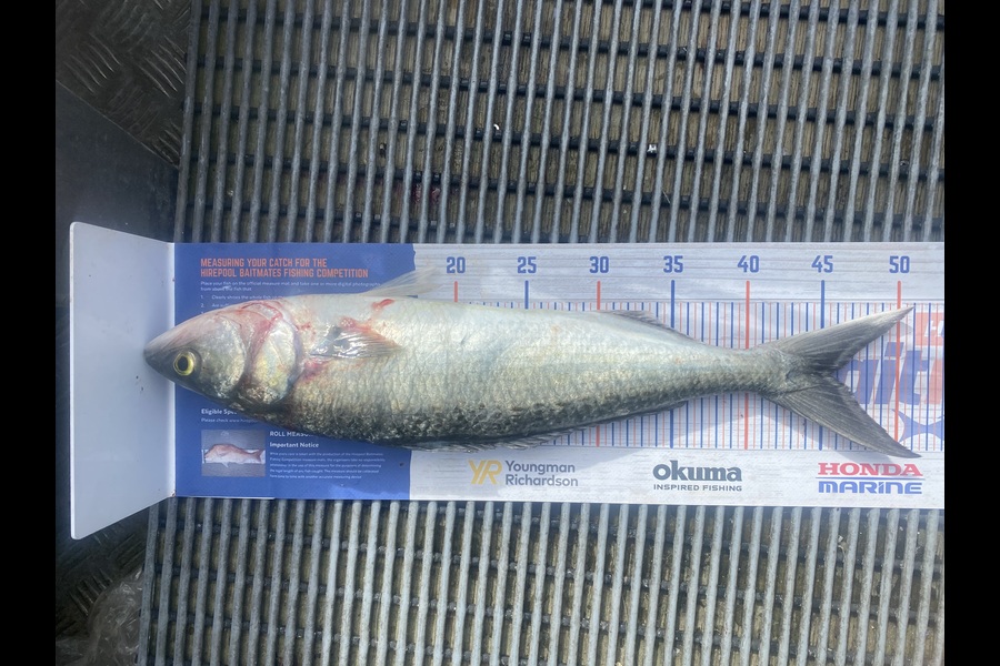 Adrian Eichmann caught this 45.5cm Kahawai at BOI during The Hirepool Baitmates Fishing Comp